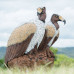 Wildcrete Vulture Pair